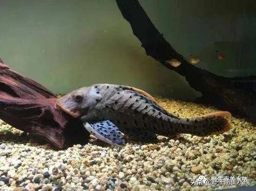 每天认识一种南美鱼｜（46）巴西黑钻