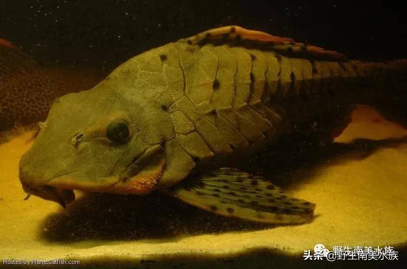 每天认识一种南美鱼｜（46）巴西黑钻