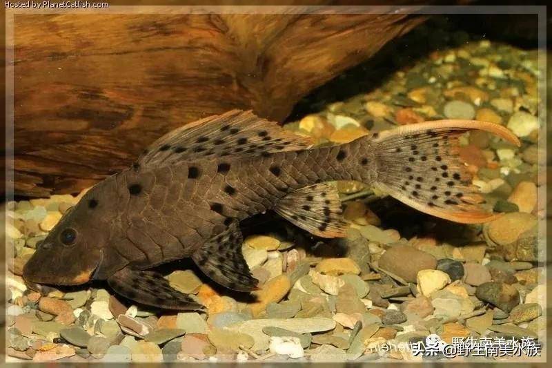 每天认识一种南美鱼｜（46）巴西黑钻