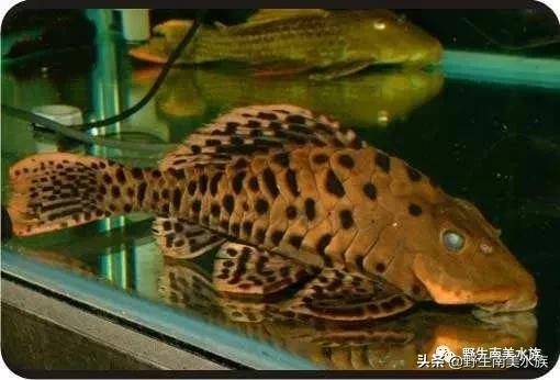 每天认识一种南美鱼｜（46）巴西黑钻
