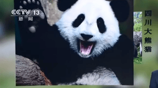 【周末专栏——钱币故事】第五十期：熊猫原来有两种？那币上熊猫有几种？