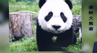 【周末专栏——钱币故事】第五十期：熊猫原来有两种？那币上熊猫有几种？