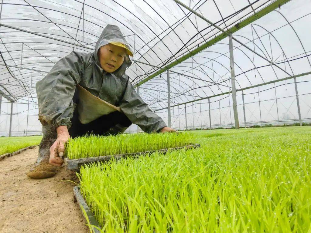 【媒体看江西】新华每日电讯报道：农村“双抢”没那么“抢”了