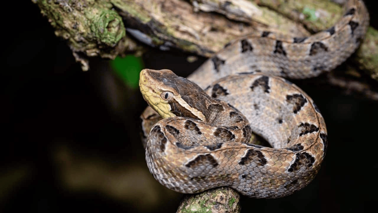 泰国女子在ATM机取钱，取款口突然窜出一条蛇