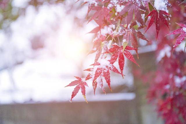百年难遇“早立冬”来了!有啥讲究?早看早准备!