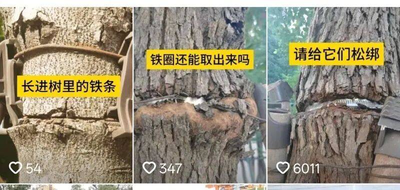 金属卡箍嵌进树里,苏州一网民发视频喊话相关部门给树木“松绑” !当地回应:已全部拆除