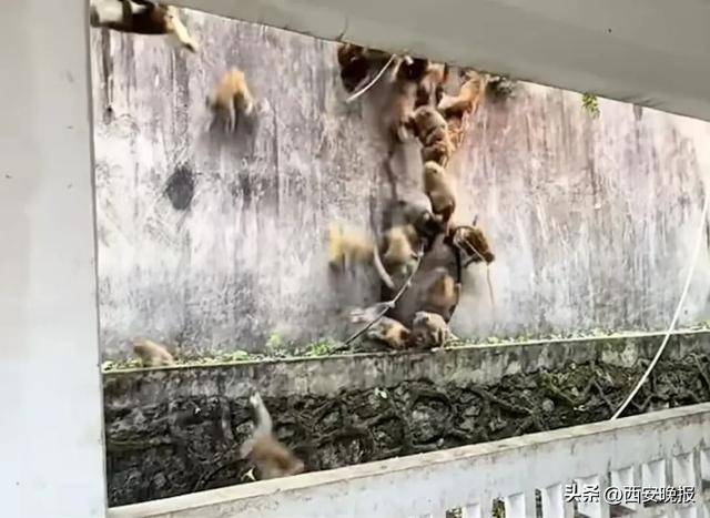 贵州一景区“下猴子雨”，园方：正常情况