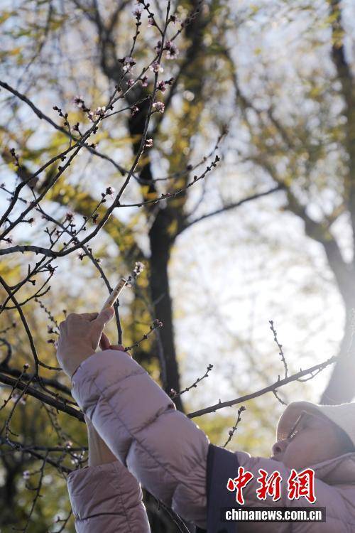 北京颐和园现“春花冬开”景象