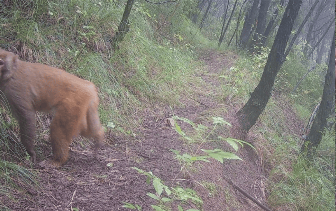 遂宁版“疯狂动物城”上线！